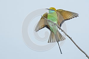 A beautiful colorful green bee eater bird on a thin stem