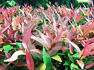 The beautiful colorful green red leaves of Christina tree in a garden. The young leaf of Christina tree color is red, and it