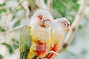 Beautiful colorful green and yellow parrot conures closeup portrait sitting on tree