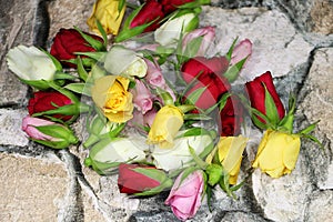 Beautiful colorful heads of different roses are lying on a stony wall