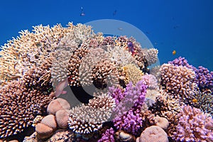 Beautiful colorful healthy coral reef with diversity of hard corals