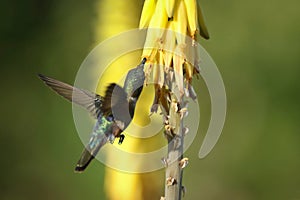 Beautiful and colorful humming bird feeding on a yellow Aloe vera flower