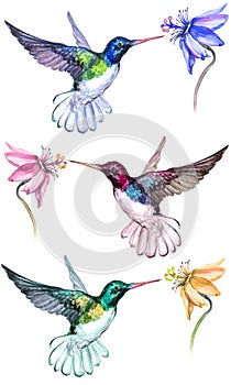 Beautiful colorful hummingbirds drink flower nectar. Isolated on white background.