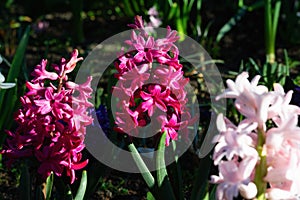 Beautiful colorful hyacinth flowers. Nature background with spring flowers