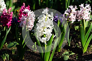 Beautiful colorful hyacinth flowers. Nature background with spring flowers