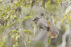 Beautiful and colorful inhabitant of old forests, Siberian jay, Perisoreus infaustus