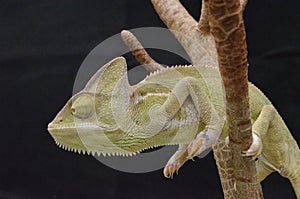 Beautiful and colorful juvenile female chameleon in natural plants