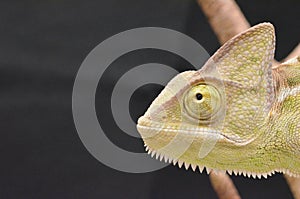 Beautiful and colorful juvenile female chameleon in natural plants