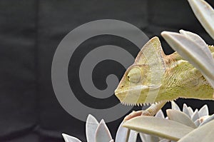 Beautiful and colorful juvenile female chameleon in natural plants