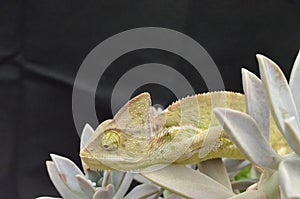 Beautiful and colorful juvenile female chameleon in natural plants