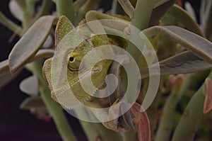 Beautiful and colorful juvenile female chameleon in natural plants
