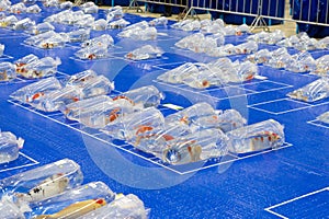 Beautiful, colorful koi fish displayed in a bag