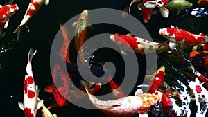 Beautiful Colorful koi fish swimming in the pool.