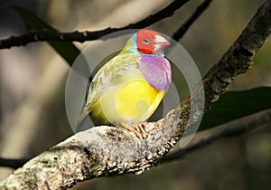 A beautiful and colorful Lady Gouldian finch on the tree