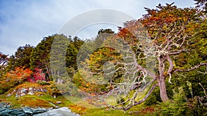 Beautiful and colorful landscape at Ensenada Zaratiegui Bay in Tierra del Fuego National Park, near Ushuaia and Beagle Channel,