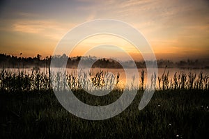 A beautiful, colorful landscape of a misty swamp during the sunrise. Atmospheric, tranquil wetland scenery with sun