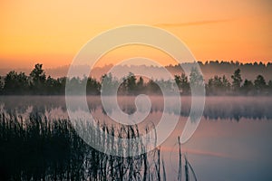 A beautiful, colorful landscape of a misty swamp during the sunrise. Atmospheric, tranquil wetland scenery with sun