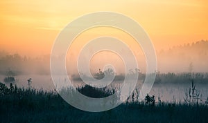 A beautiful, colorful landscape of a misty swamp during the sunrise. Atmospheric, tranquil wetland scenery with sun