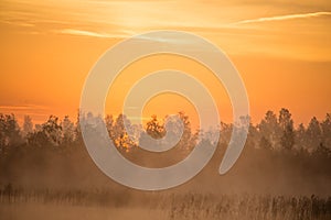 A beautiful, colorful landscape of a misty swamp during the sunrise. Atmospheric, tranquil wetland scenery with sun