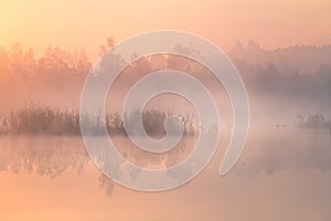 A beautiful, colorful landscape of a misty swamp during the sunrise. Atmospheric, tranquil wetland scenery with sun