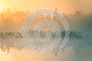 A beautiful, colorful landscape of a misty swamp during the sunrise. Atmospheric, tranquil wetland scenery with sun