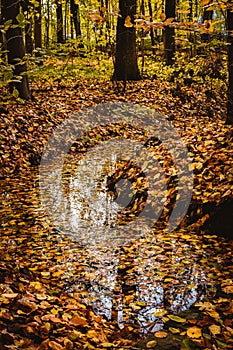 Beautiful colorful landscape with a stream and forest in autumn colors. Late autumn