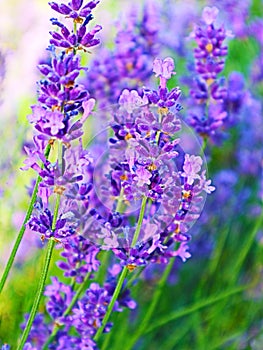 Beautiful colorful lavender flowers in bloom