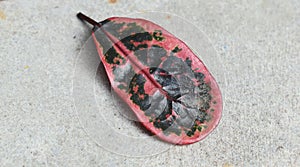 Beautiful and Colorful Leaf Top Shot.