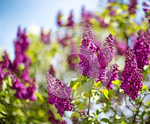 Beautiful colorful lilac blossoms in a clear day. Lilac blooming background. Selective focus.