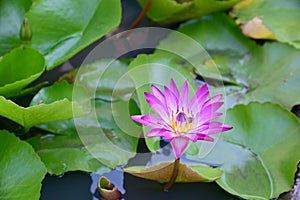Beautiful Colorful Lotus Flower is blooming with green leaf in the pond with natural background