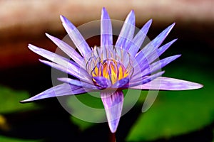 Beautiful colorful Lotus Flower and green leaves in the pool.