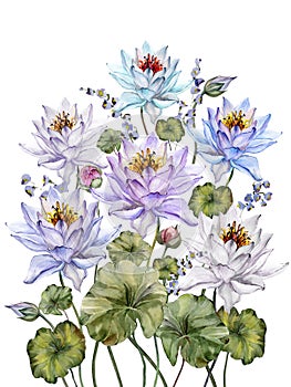 Beautiful colorful lotus flowers with leaves and bellflowers on white background. Floral illustration. Isolated.