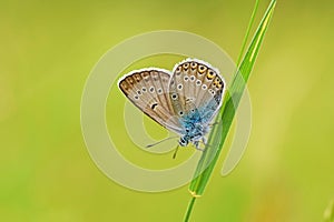 Polyommatus amandus , The Amanda`s blue butterfly on grass photo