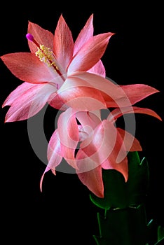 Macro photography of beautiful cactus flower. photo