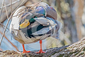 Beautiful colorful male mallard preening during Spring migrations at Wood Lake Nature Center in Minnesota