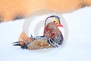 Mandarino anatra ()  la neve 