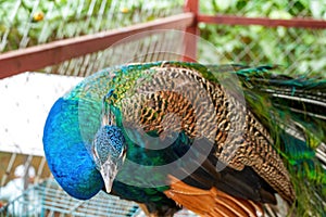 A beautiful and colorful male peacock