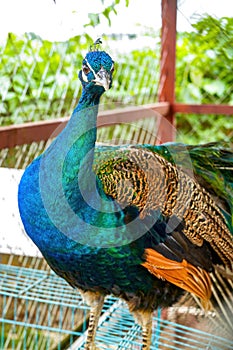 A beautiful and colorful male peacock