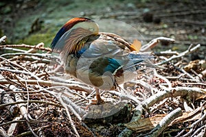 Beautiful colorful Mandarin duck, Aix galericulata, on a stone near pond