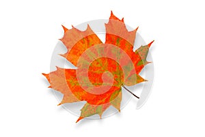Beautiful colorful maple leaf isolated on white background