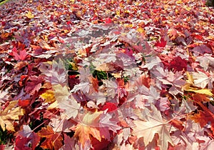 Beautiful colorful maple leaves in a blanket on the ground in autumn.