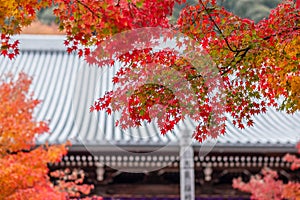 Beautiful colorful maple leaves with Pavilion background in Eikando temple or Eikan-do Zenrinji shrine, famous for tourist