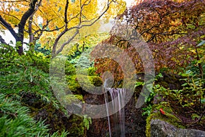 Beautiful and colorful maple trees in autumn garden