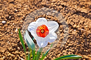 Beautiful colorful meadow