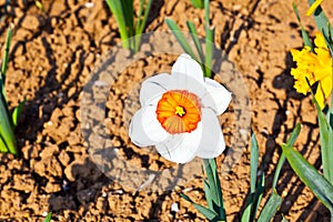 Beautiful colorful meadow