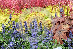 Beautiful colorful mix of blooming blue, yellow and red perennials. Blue bugle bugleherb and red heuchera or heucherella