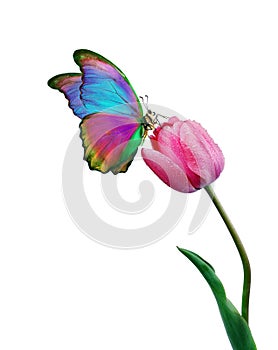 Beautiful colorful morpho butterfly on a flower on a white background. Tulip flower in water drops isolated on white. Tulip bud an