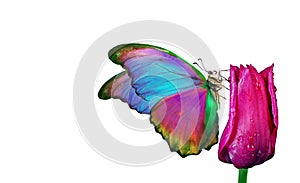 Beautiful colorful morpho butterfly on a flowers on a white background. Tulip flowers in water drops isolated on white.