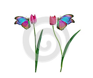 Beautiful colorful morpho butterfly on a flowers on a white background. Tulip flowers in water drops isolated on white.