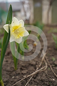 Beautiful colorful narcissus or Daffodil close up evening light. Narcissus is a genus of predominantly spring perennial
